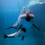 shedd dolphin